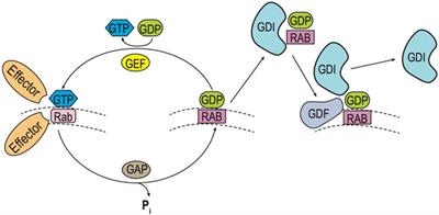 Exploring the eukaryotic Yip and REEP/Yop superfamily of membrane-shaping adapter proteins (MSAPs): A cacophony or harmony of structure and function?